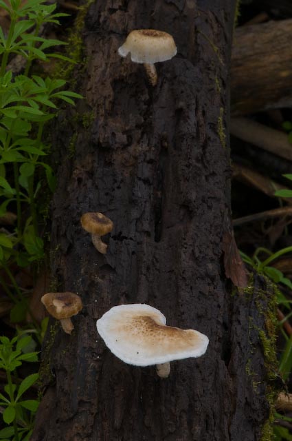 fungo 6 (cfr. Lentinus tigrinus)